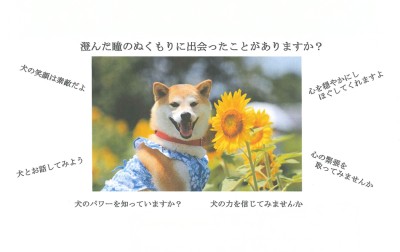 保護犬とのふれあい
