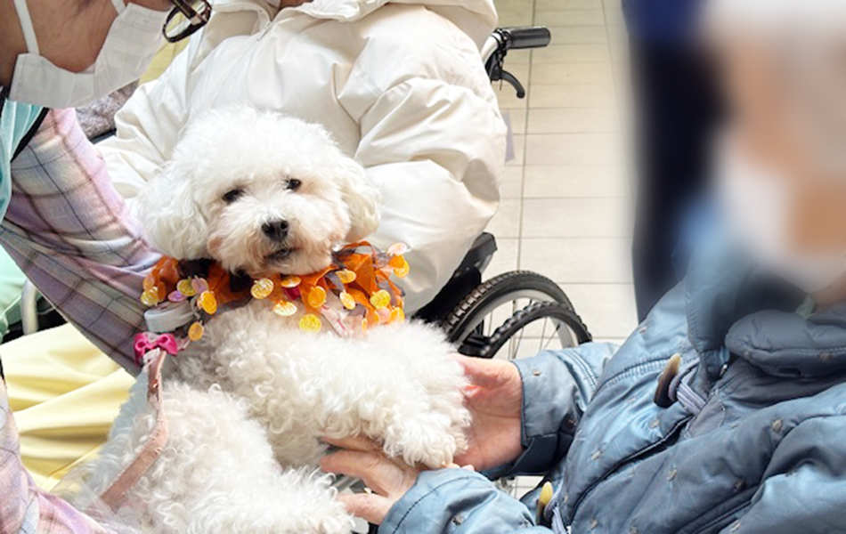 保護犬とのふれあい